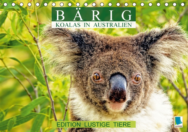 Bärig: Koalas in Australien - Edition lustige Tiere (Tischkalender 2017 DIN A5 quer)