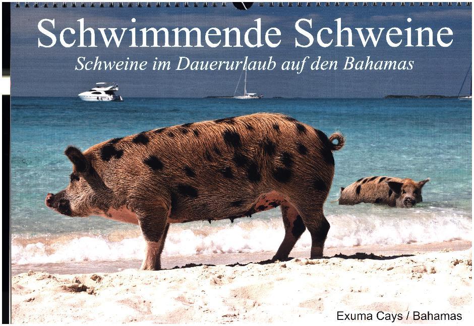Schwimmende Schweine (Wandkalender 2017 DIN A3 quer)