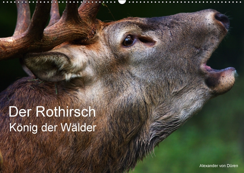 Der Rothirsch, König der Wälder (Wandkalender 2017 DIN A2 quer)