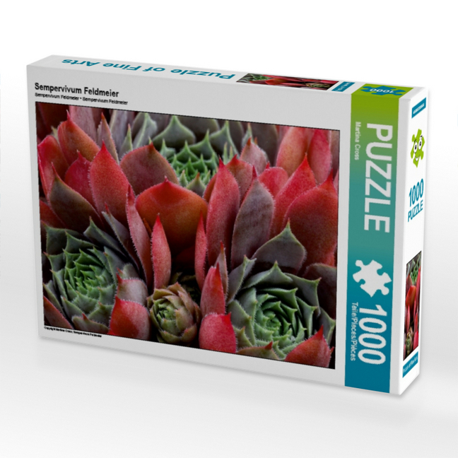 Sempervivum Feldmeier (Puzzle)