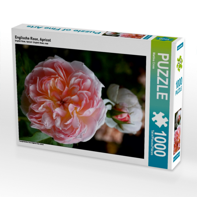 Englische Rose, Apricot (Puzzle)