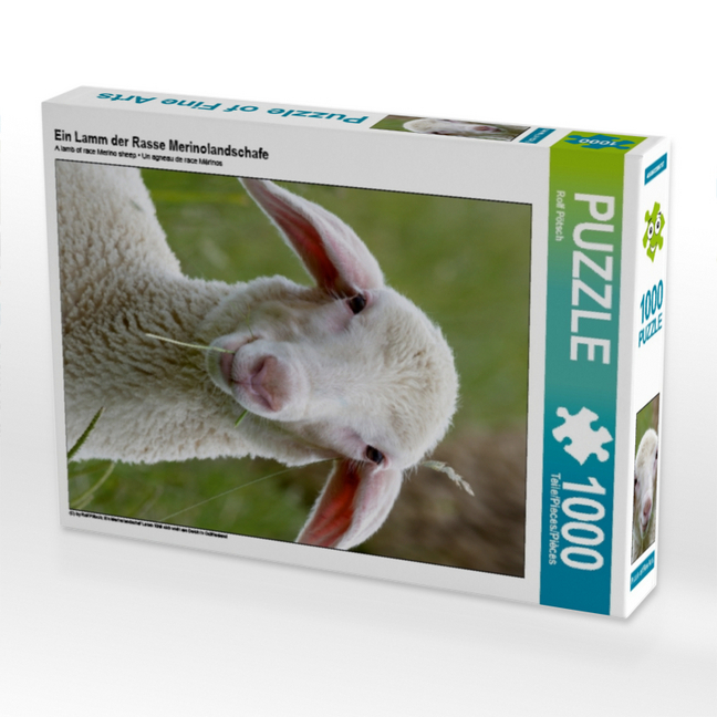 Ein Lamm der Rasse Merinolandschafe (Puzzle)