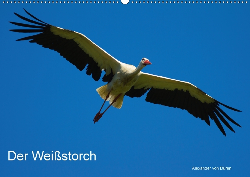 Der Weißstorch (Wandkalender 2018 DIN A2 quer)