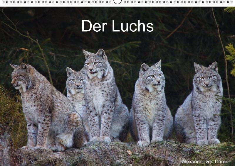 Der Luchs (Wandkalender 2018 DIN A2 quer)