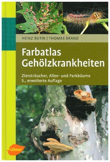 Gehölzkrankheiten