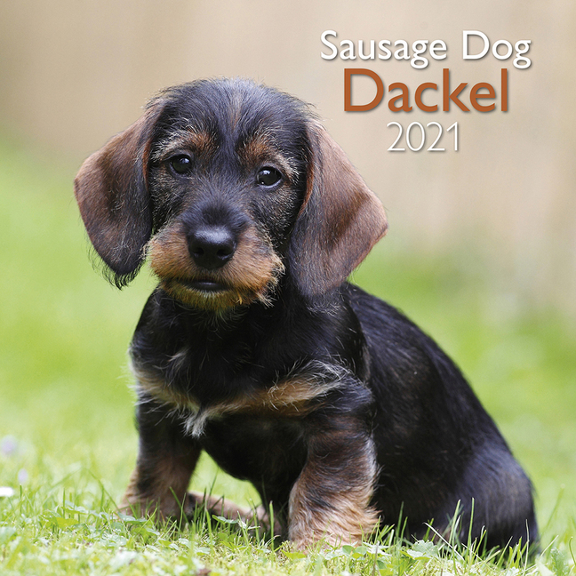 Dackel 2021