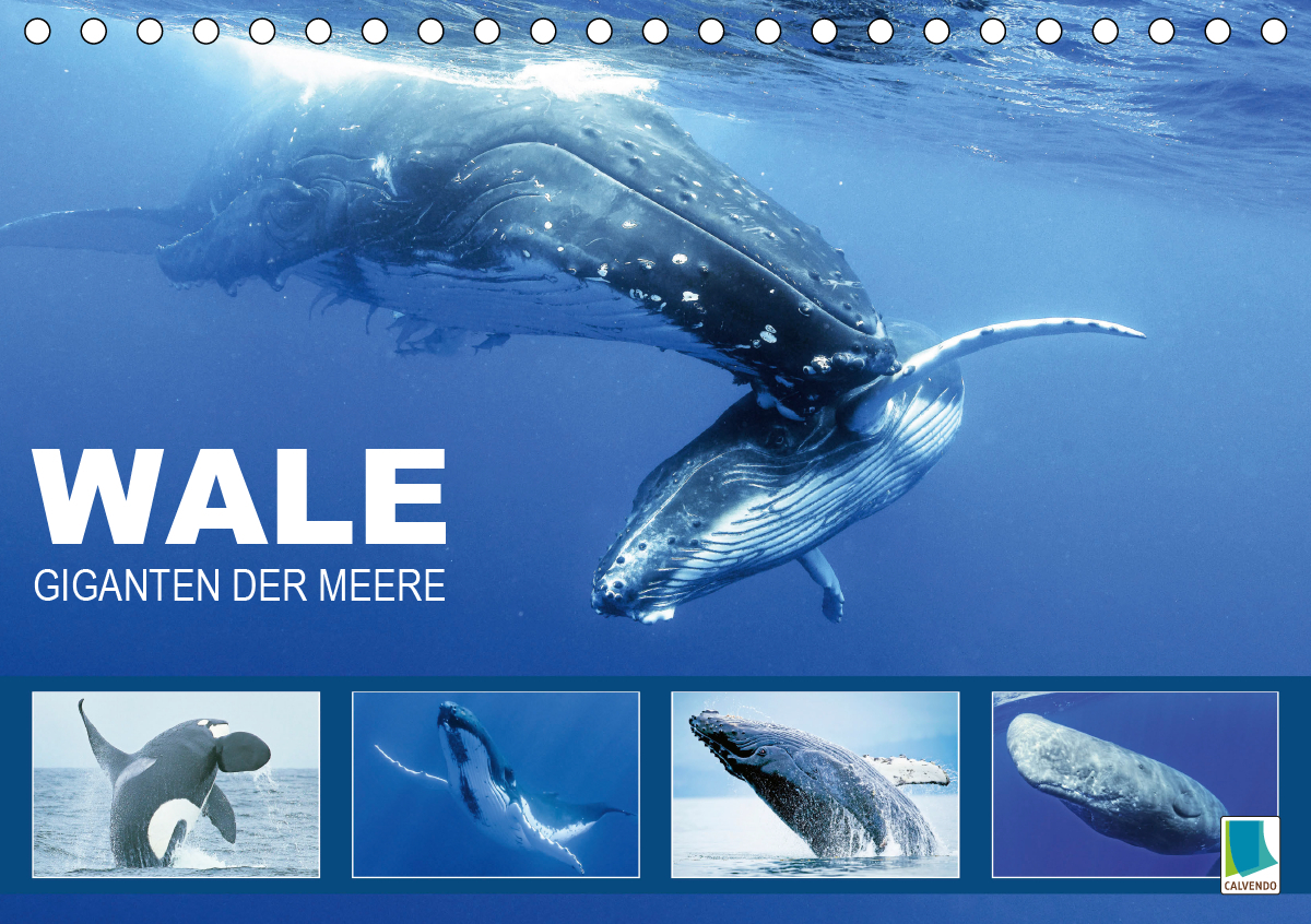 Wale: Giganten der Meere (Tischkalender 2021 DIN A5 quer)