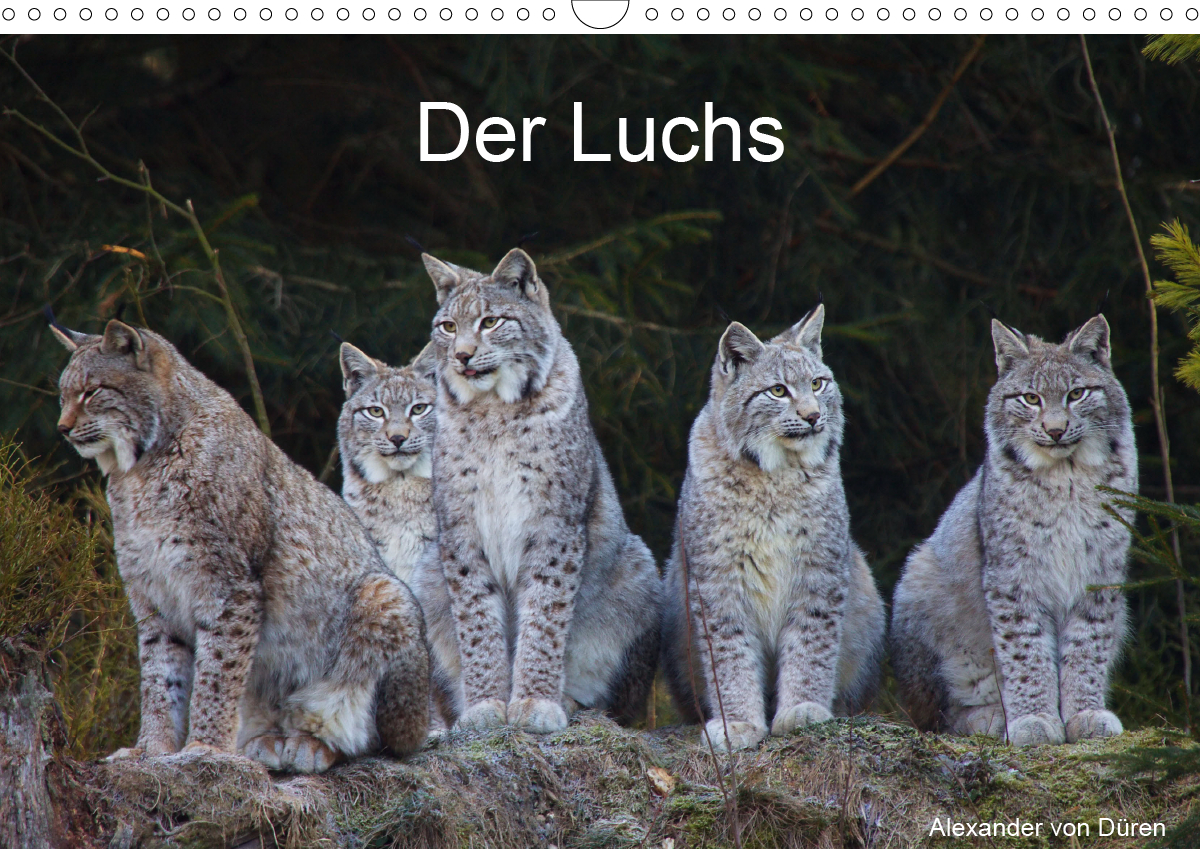 Der Luchs (Wandkalender 2021 DIN A3 quer)