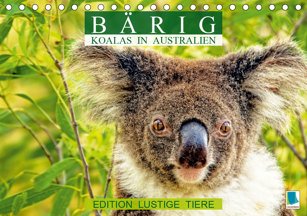 Bärig: Koalas in Australien - Edition lustige Tiere (Tischkalender 2021 DIN A5 quer)