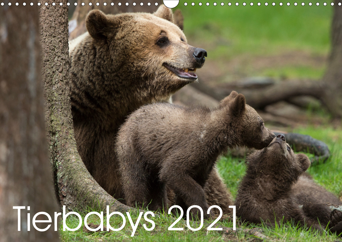 Tierbabys 2021 (Wandkalender 2021 DIN A3 quer)