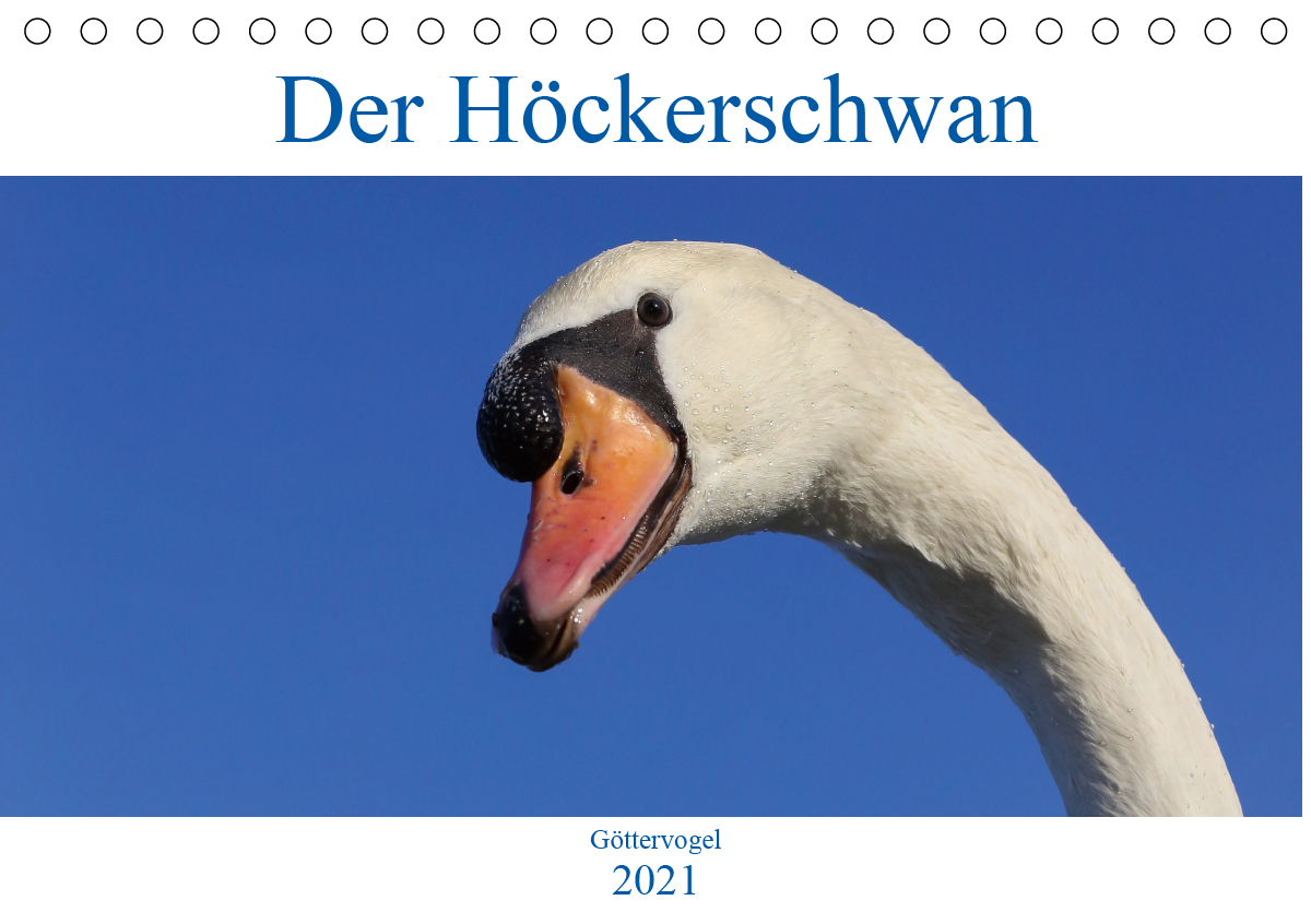 Der Höckerschwan - Göttervogel (Tischkalender 2021 DIN A5 quer)