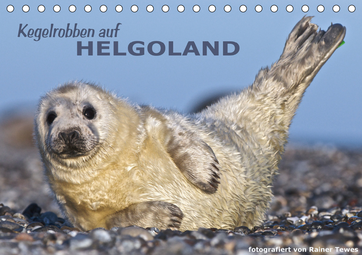 Kegelrobben auf Helgoland (Tischkalender 2021 DIN A5 quer)