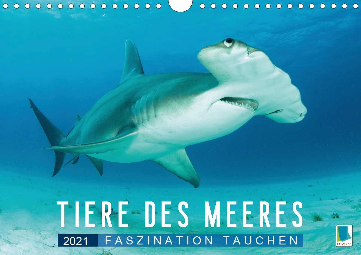 Tiere des Meeres: Faszination Tauchen (Wandkalender 2021 DIN A4 quer)