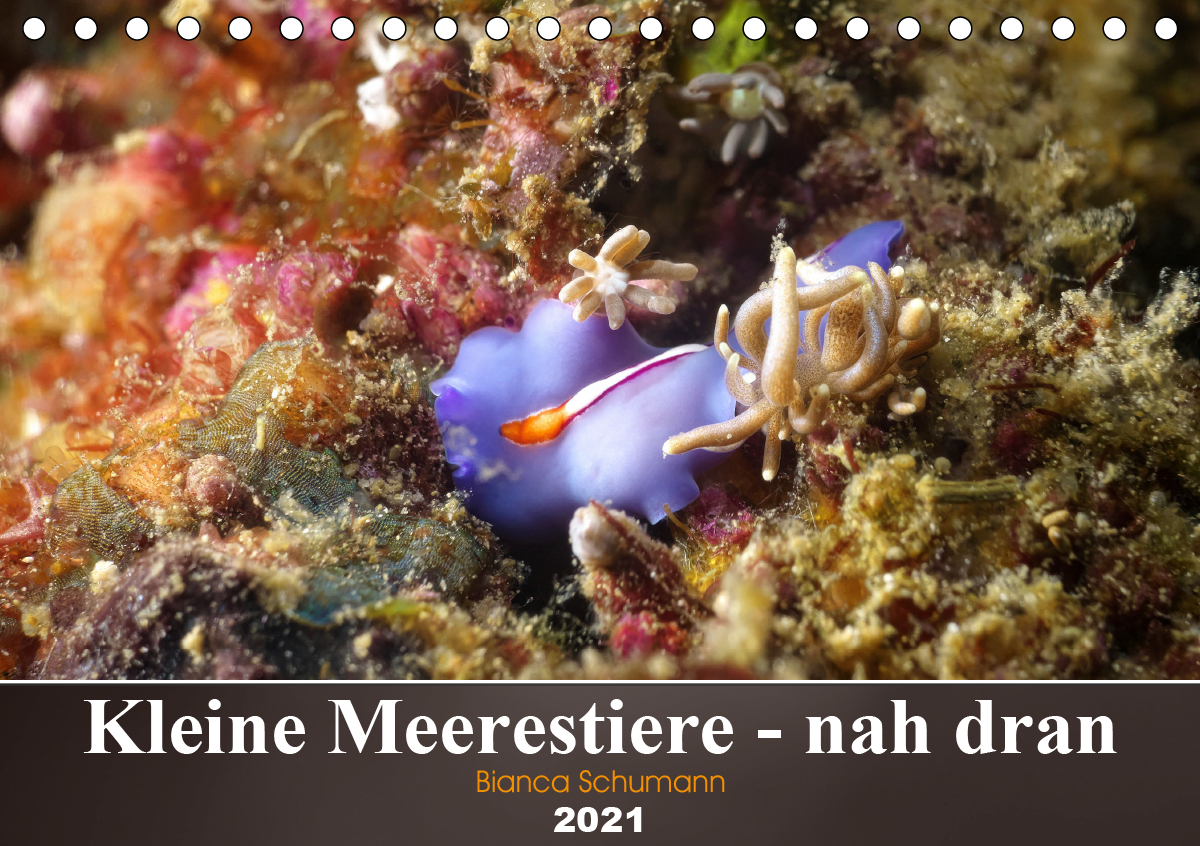 Kleine Meerestiere - nah dran (Tischkalender 2021 DIN A5 quer)