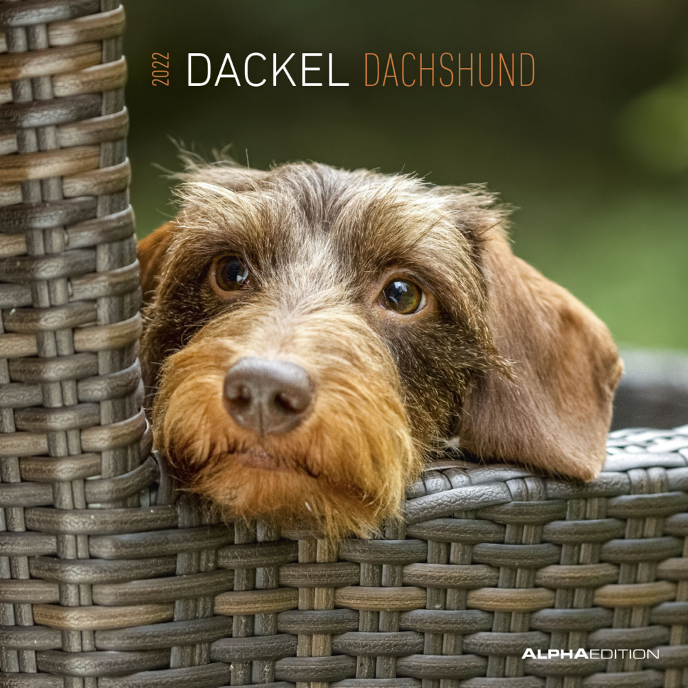 Dackel 2022 - Broschürenkalender 30x30 cm (30x60 geöffnet) - Kalender mit Platz für Notizen - Dachshund - Bildkalender - Wandplaner - Dackelkalender