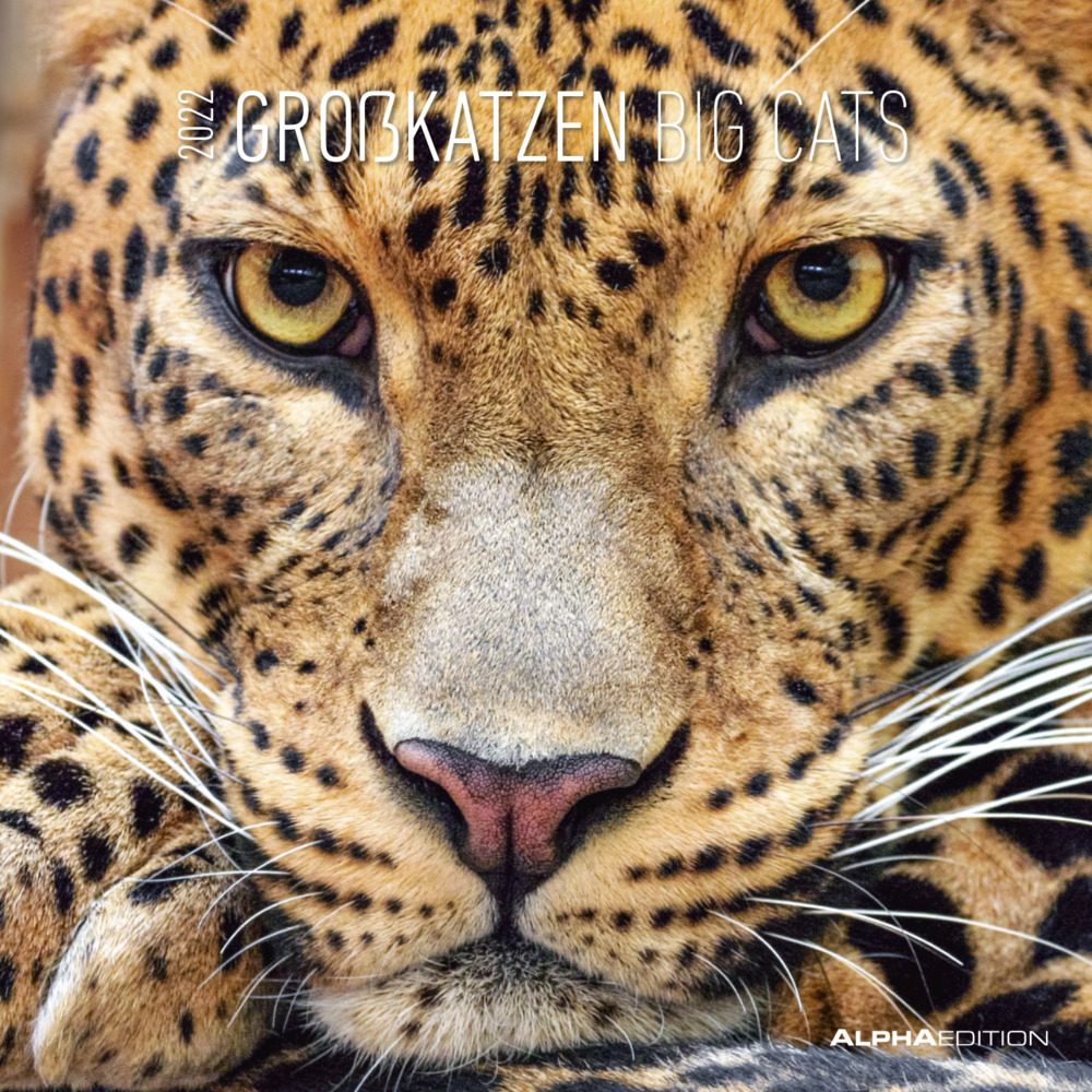 Großkatzen / Big Cats 2022