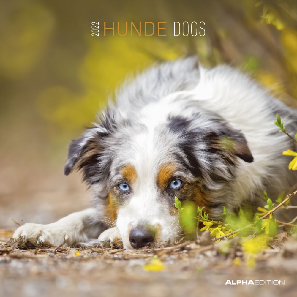 Hunde 2022 - Broschürenkalender 30x30 cm (30x60 geöffnet) - Kalender mit Platz für Notizen - Dogs - Bildkalender - Wandkalender - Hundekalender