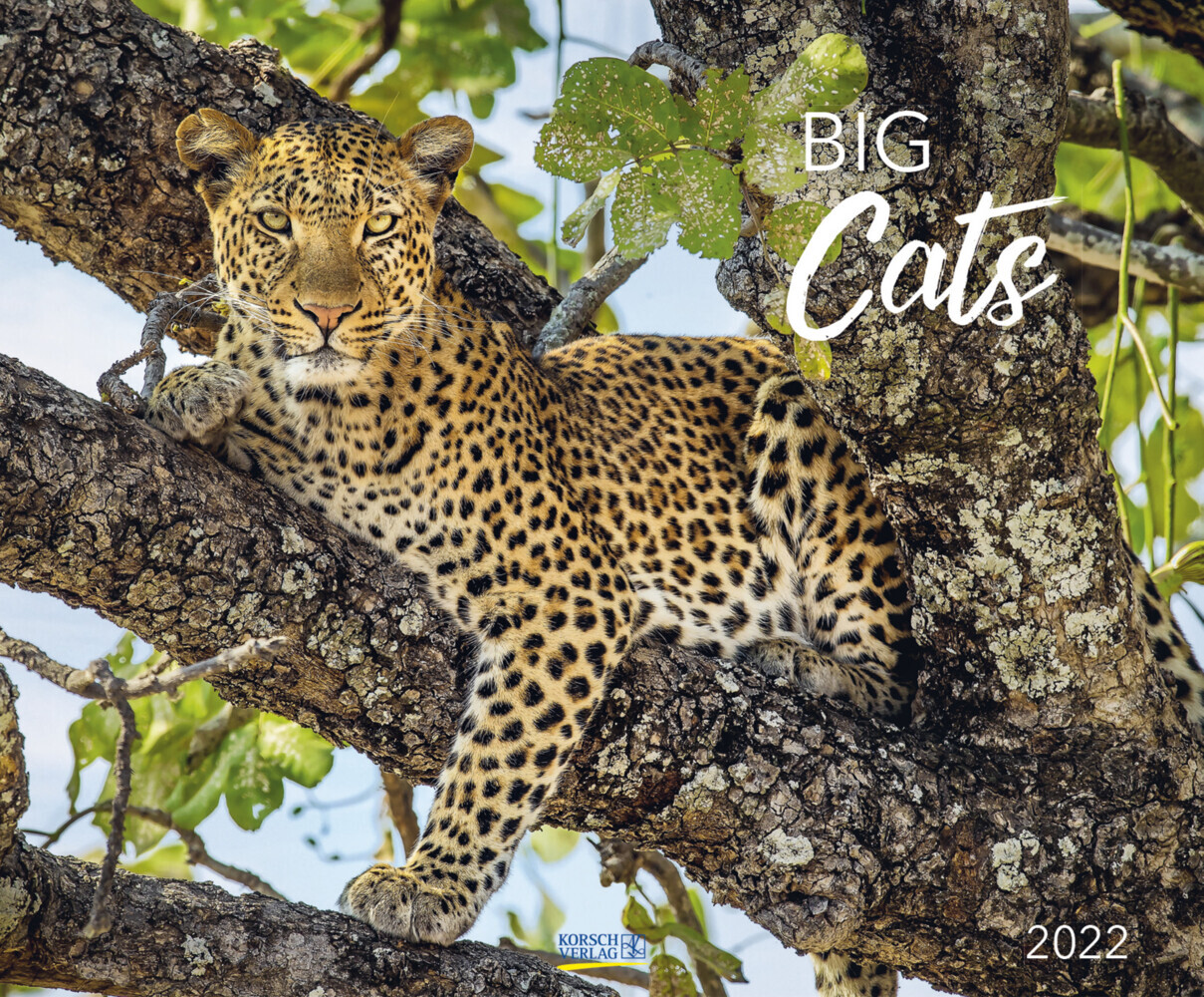 Big Cats 2022