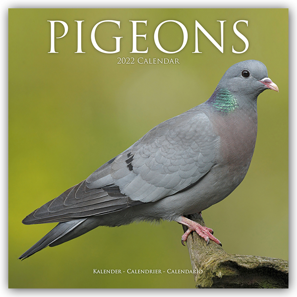 Pigeons - Tauben 2022