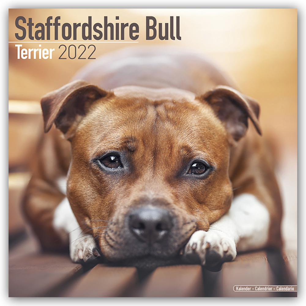 Staffordshire Bull Terrier - Staffordshire Bull Terrier 2022 - 16-Monatskalender