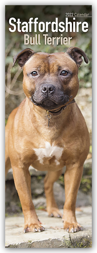 Staffordshire Bullterrier - Staffies 2022
