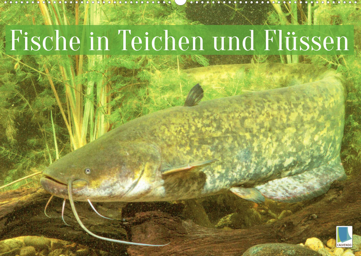 Fische in Teichen und Flüssen (Wandkalender 2022 DIN A2 quer)