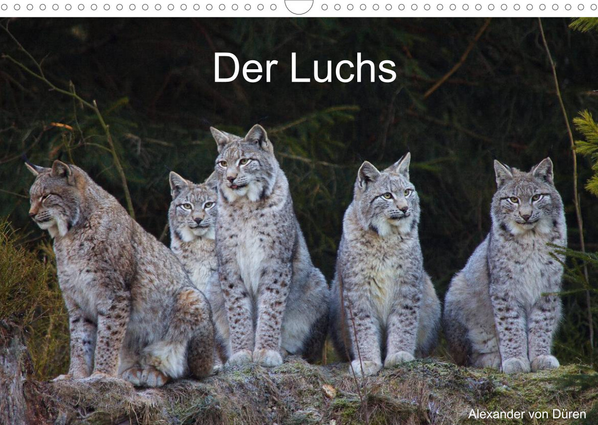 Der Luchs (Wandkalender 2022 DIN A3 quer)