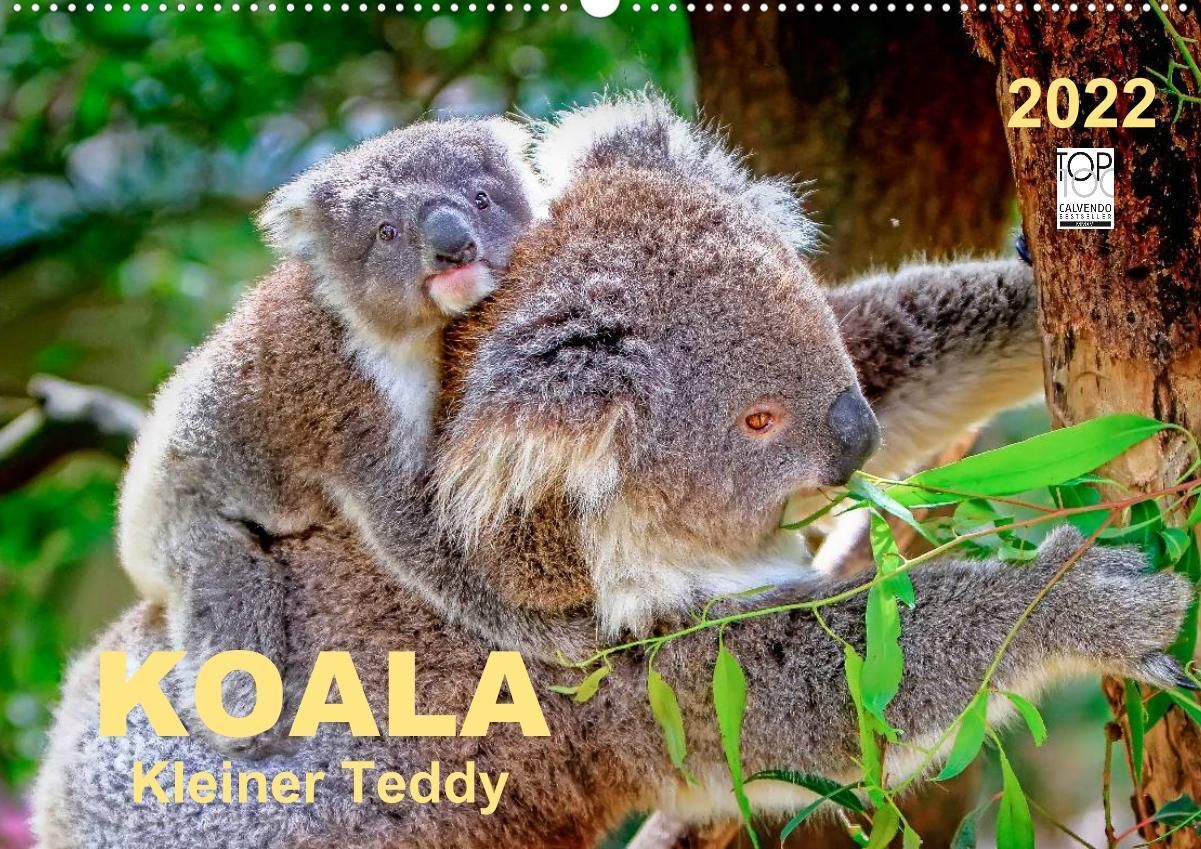 Koala - kleiner Teddy (Wandkalender 2022 DIN A2 quer)