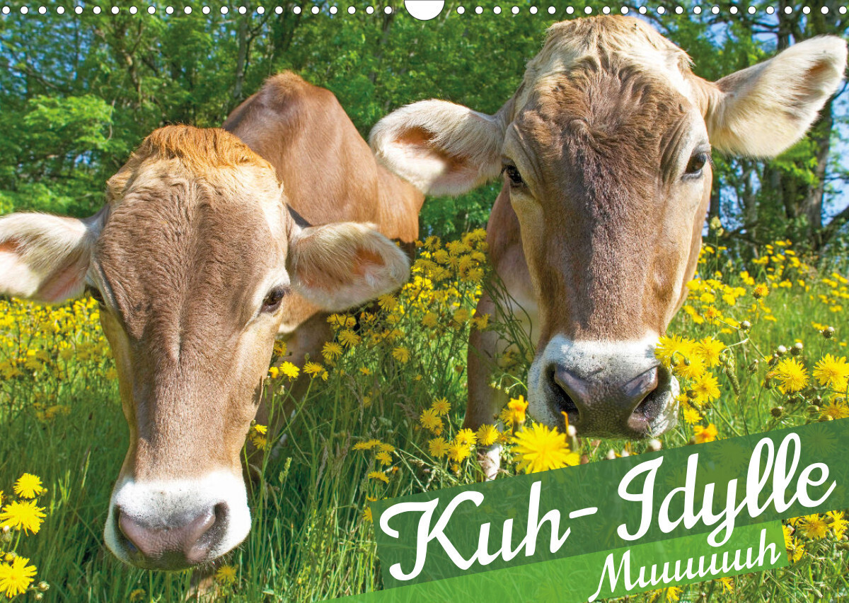 Kuh-Idylle: Muuuuuh (Wandkalender 2022 DIN A3 quer)