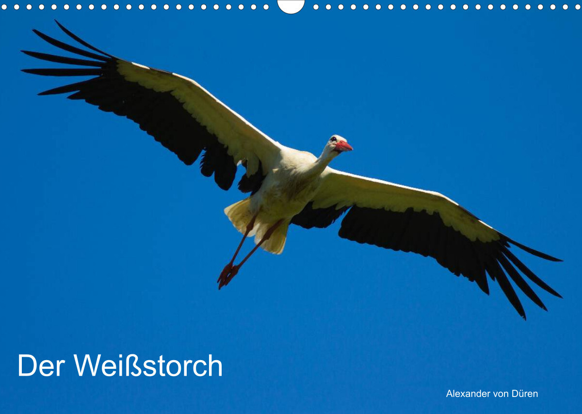 Der Weißstorch (Wandkalender 2022 DIN A3 quer)