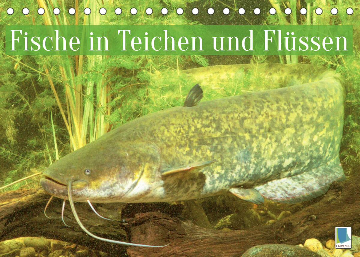Fische in Teichen und Flüssen (Tischkalender 2022 DIN A5 quer)
