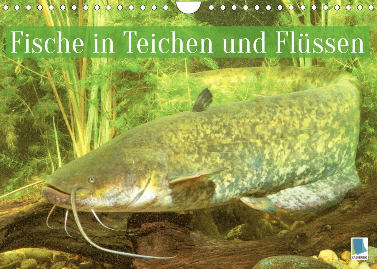 Fische in Teichen und Flüssen (Wandkalender 2022 DIN A4 quer)