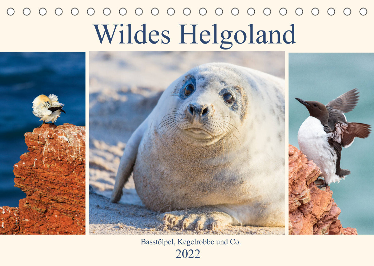 Wildes Helgoland - Basstölpel, Kegelrobbe und Co. 2022 (Tischkalender 2022 DIN A5 quer)