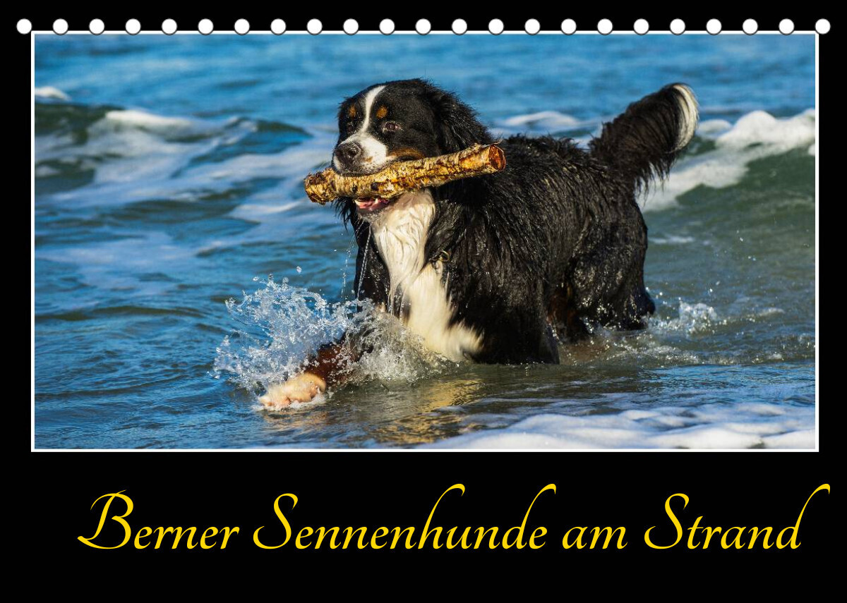 Berner Sennenhunde am Strand (Tischkalender 2022 DIN A5 quer)