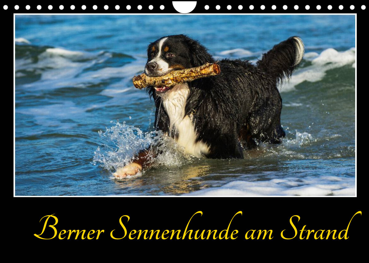 Berner Sennenhunde am Strand (Wandkalender 2022 DIN A4 quer)