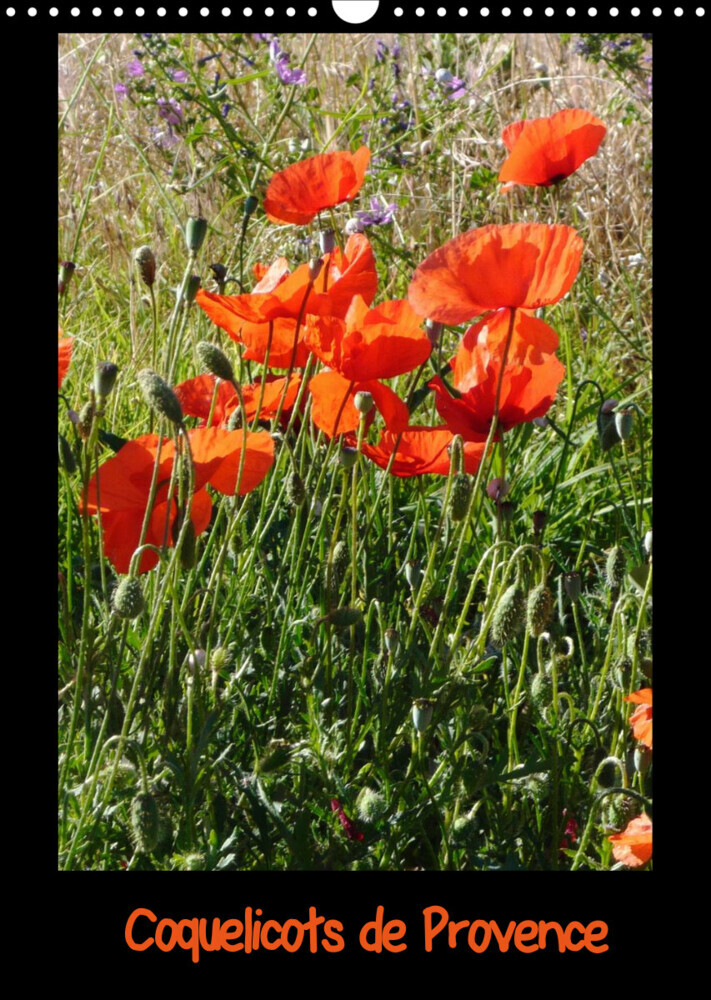 Coquelicots de Provence (Calendrier mural 2022 DIN A3 vertical)