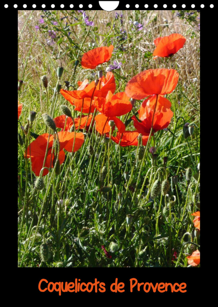 Coquelicots de Provence (Calendrier mural 2022 DIN A4 vertical)