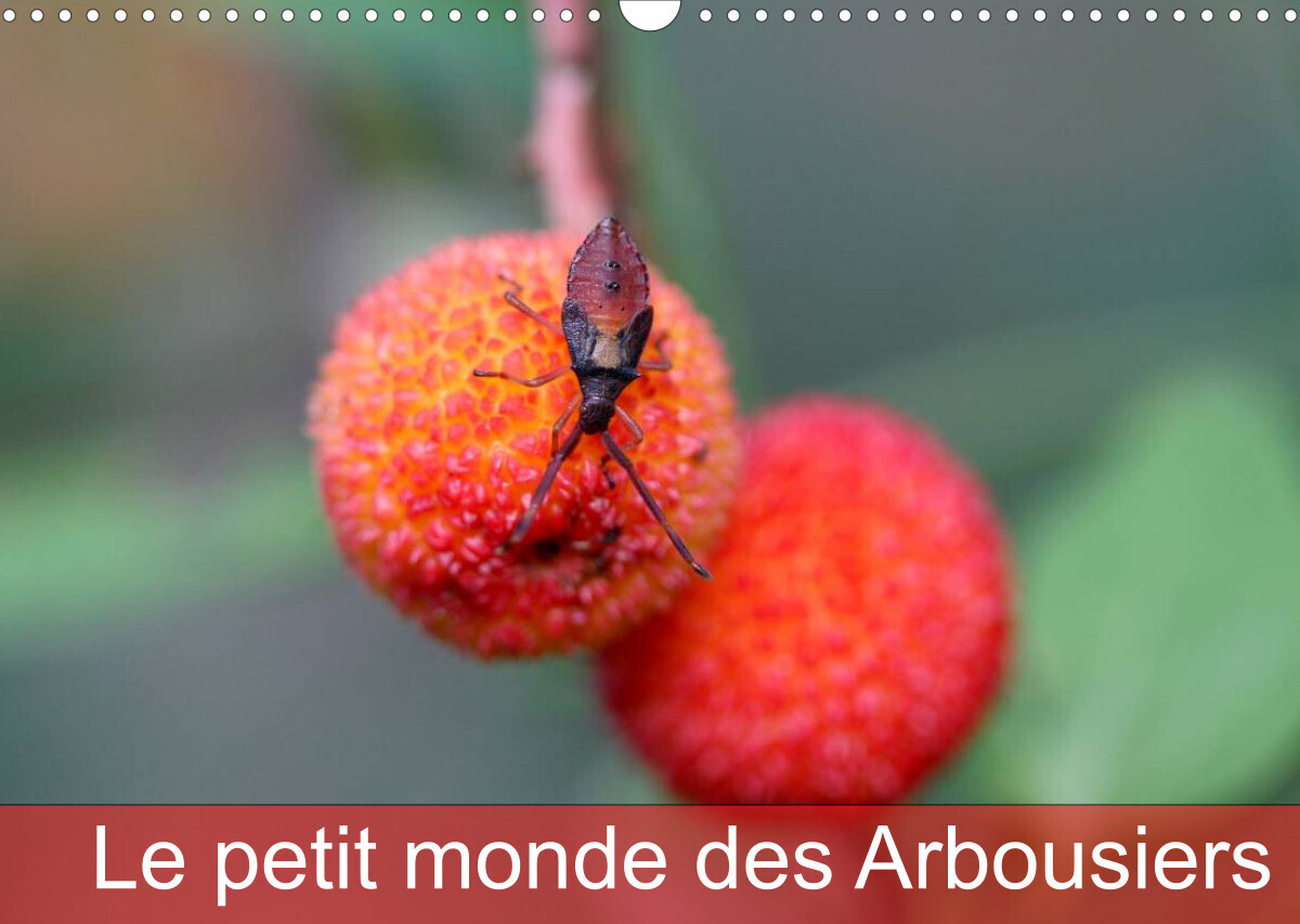 Le petit monde des Arbousiers (Calendrier mural 2022 DIN A3 horizontal)