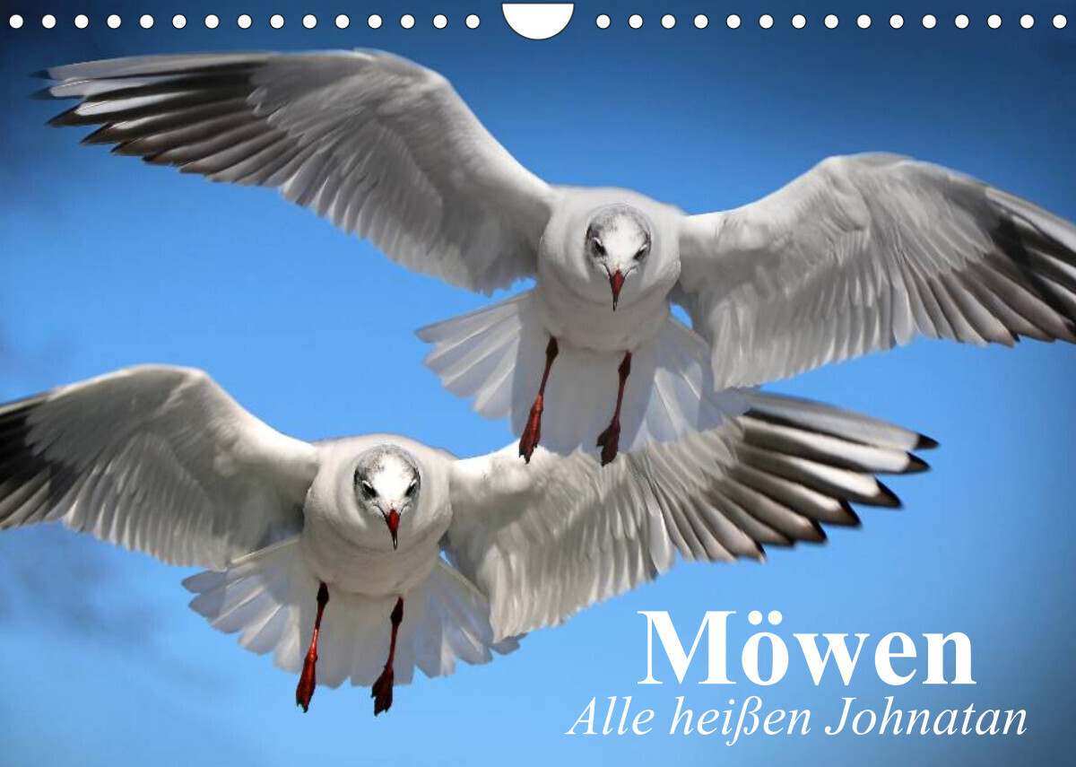 Möwen. Alle heißen Johnatan (Wandkalender 2022 DIN A4 quer)