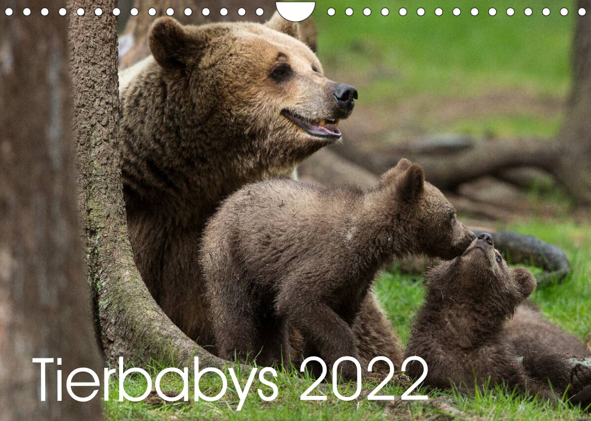 Tierbabys 2022 (Wandkalender 2022 DIN A4 quer)