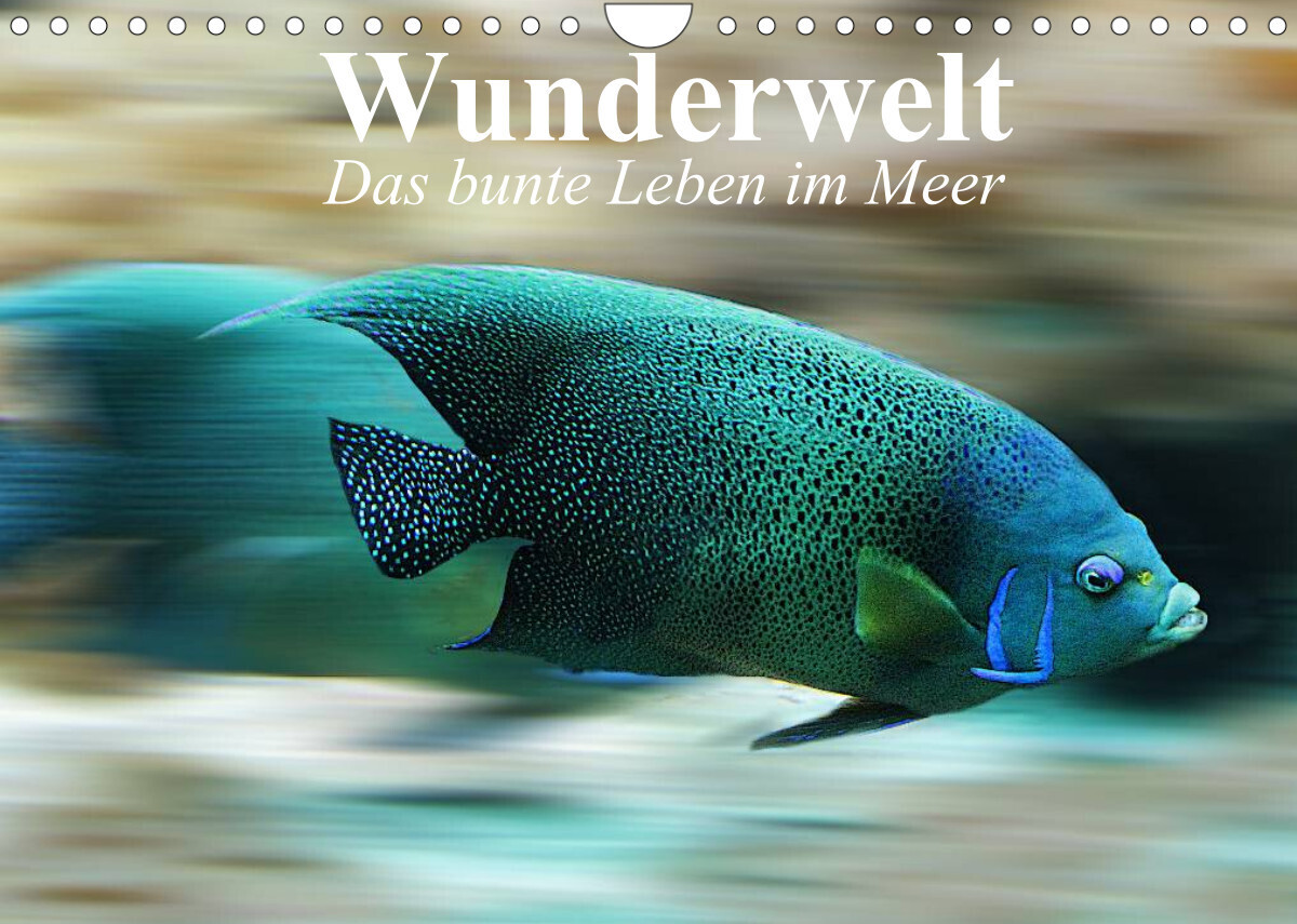 Wunderwelt. Das bunte Leben im Meer (Wandkalender 2022 DIN A4 quer)