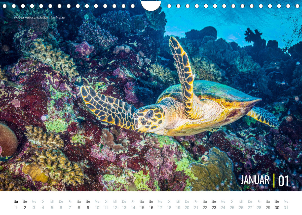Einblicke in die Welt der Meeresschildkröten (Wandkalender immerwährend DIN A4 quer)