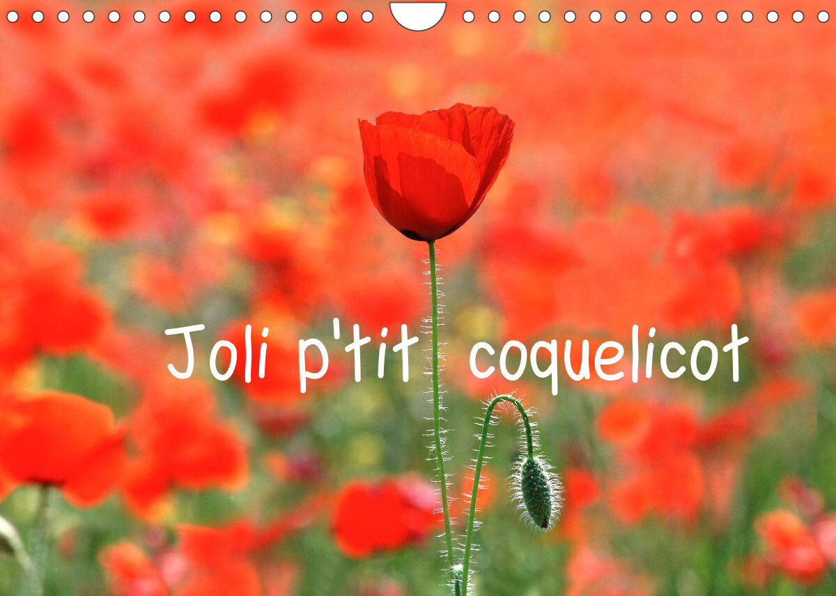 Joli p'tit coquelicot (Calendrier mural 2022 DIN A4 horizontal)