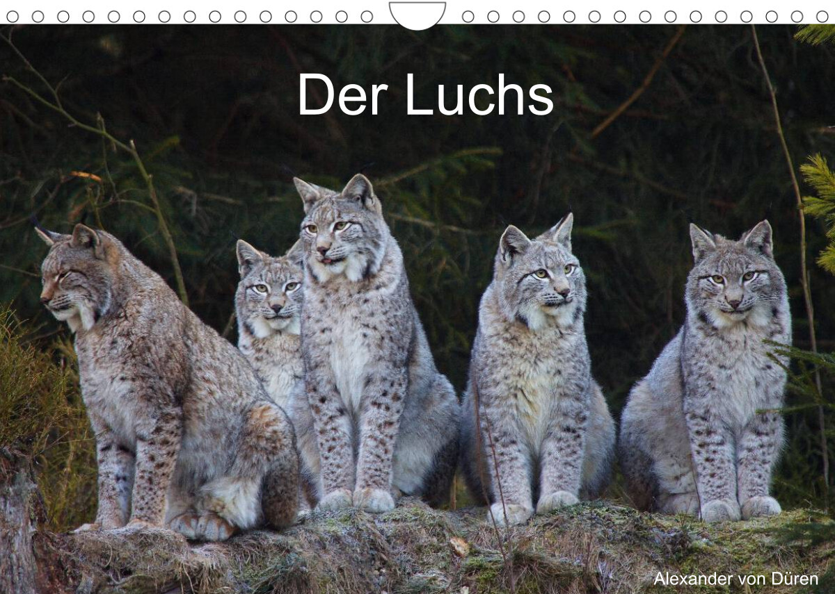 Der Luchs (Wandkalender 2022 DIN A4 quer)