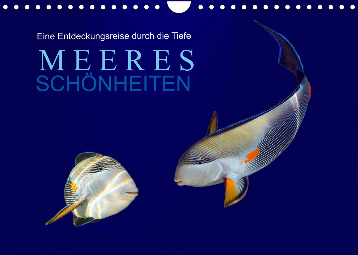 Meeres Schönheiten (Wandkalender 2022 DIN A4 quer)