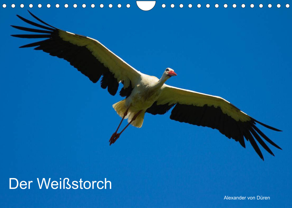 Der Weißstorch (Wandkalender 2022 DIN A4 quer)
