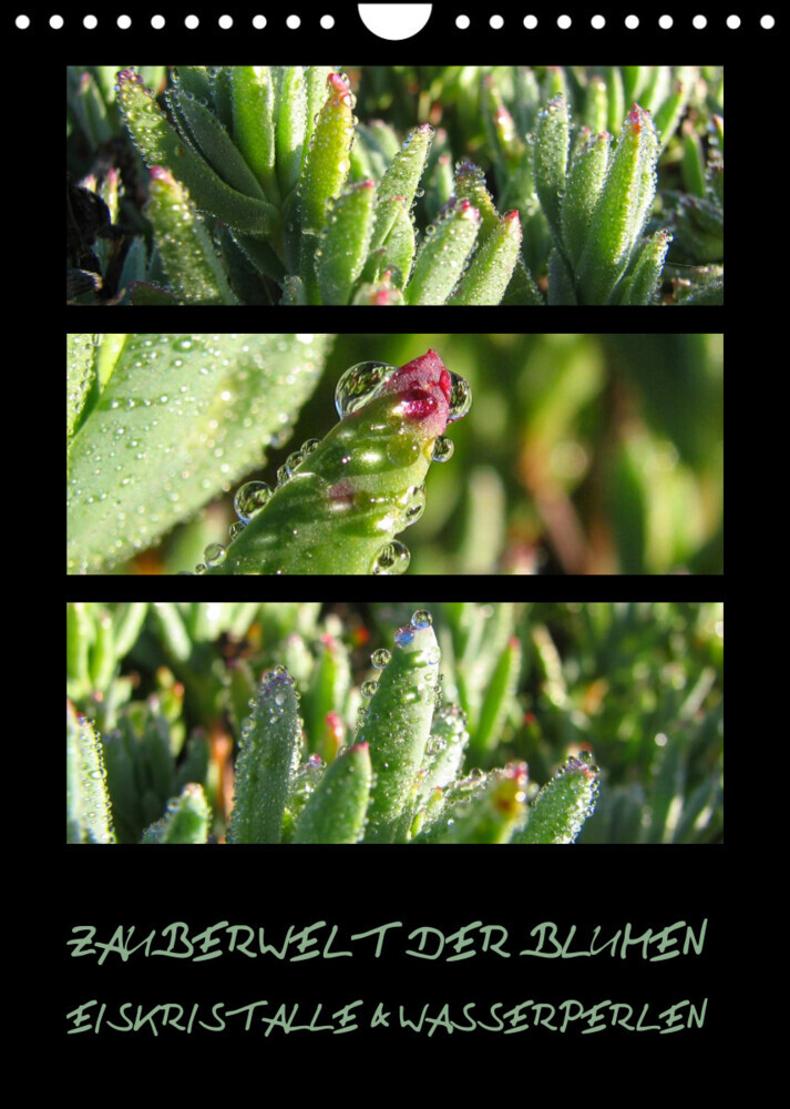 ZAUBERWELT DER BLUMEN - EISKRISTALLE & WASSERPERLEN (Wandkalender 2022 DIN A4 hoch)