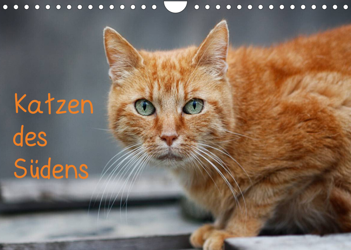Katzen des Südens (Wandkalender 2022 DIN A4 quer)