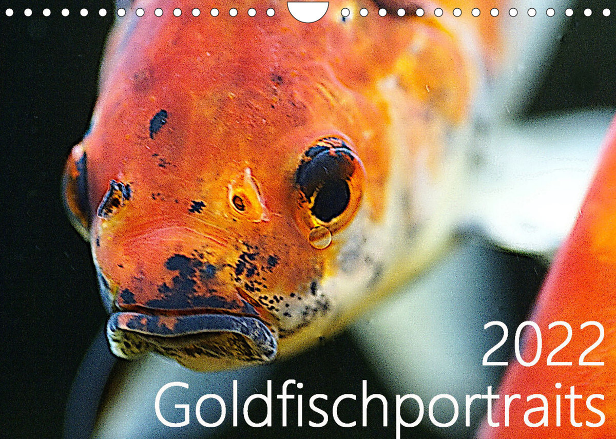 Goldfischportraits (Wandkalender 2022 DIN A4 quer)
