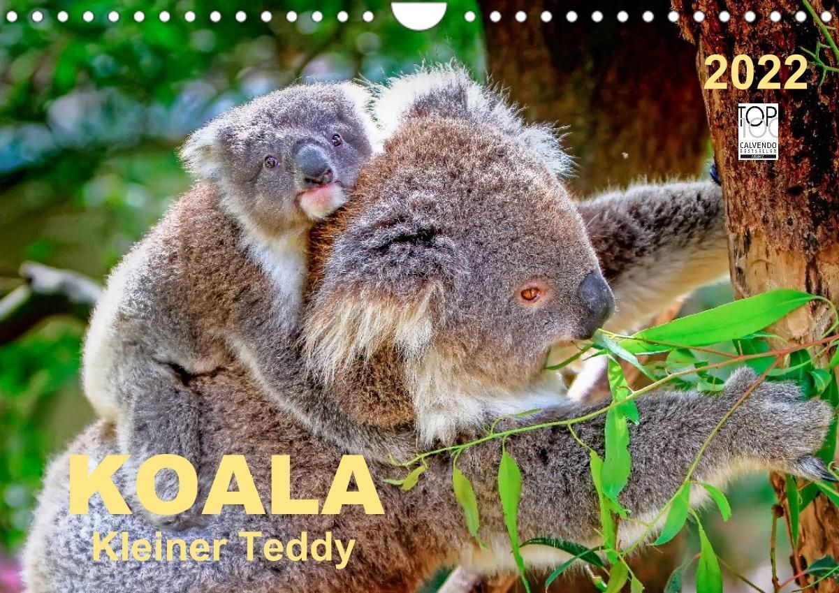Koala - kleiner Teddy (Wandkalender 2022 DIN A4 quer)